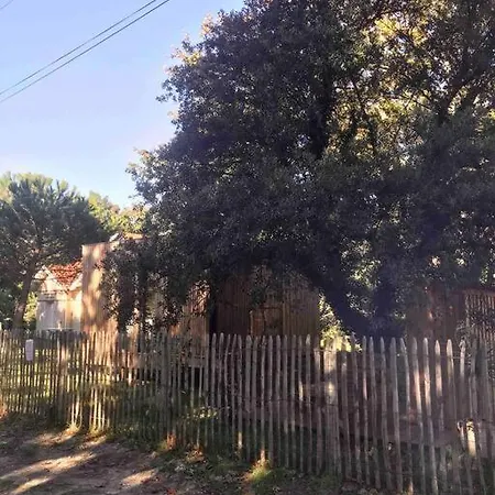 Ma Sous Les Arbres *