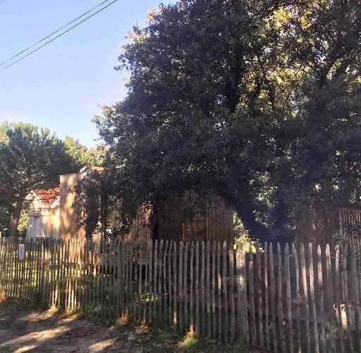 Ma Sous Les Arbres *