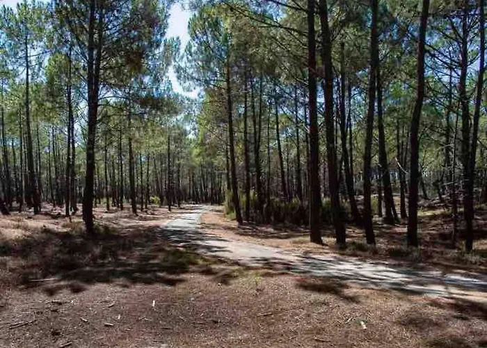 Ma Sous Les Arbres * Soulac-sur-Mer