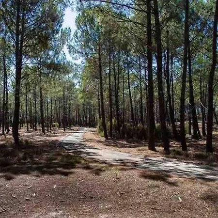 Ma Sous Les Arbres * Soulac-sur-Mer